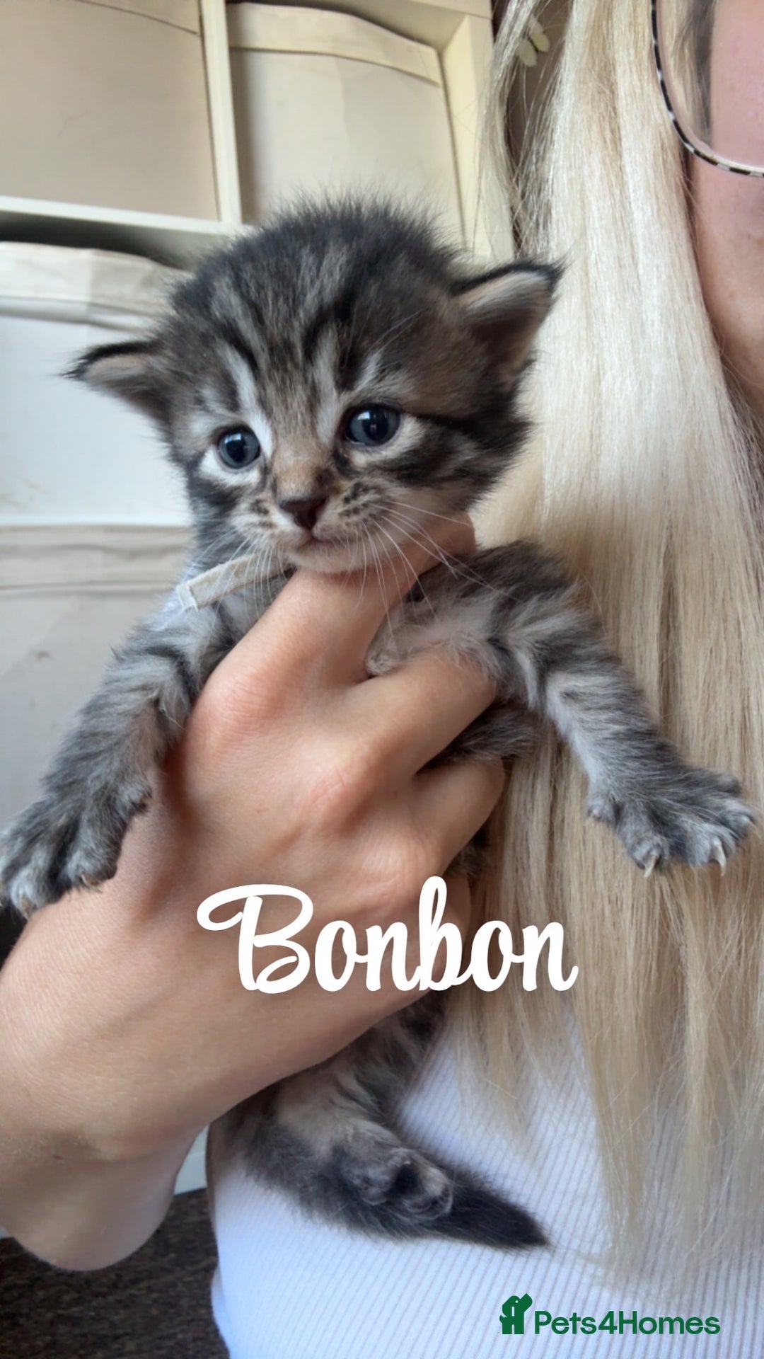 Siberian cats for sale: Siberian x kittens  - Image 7