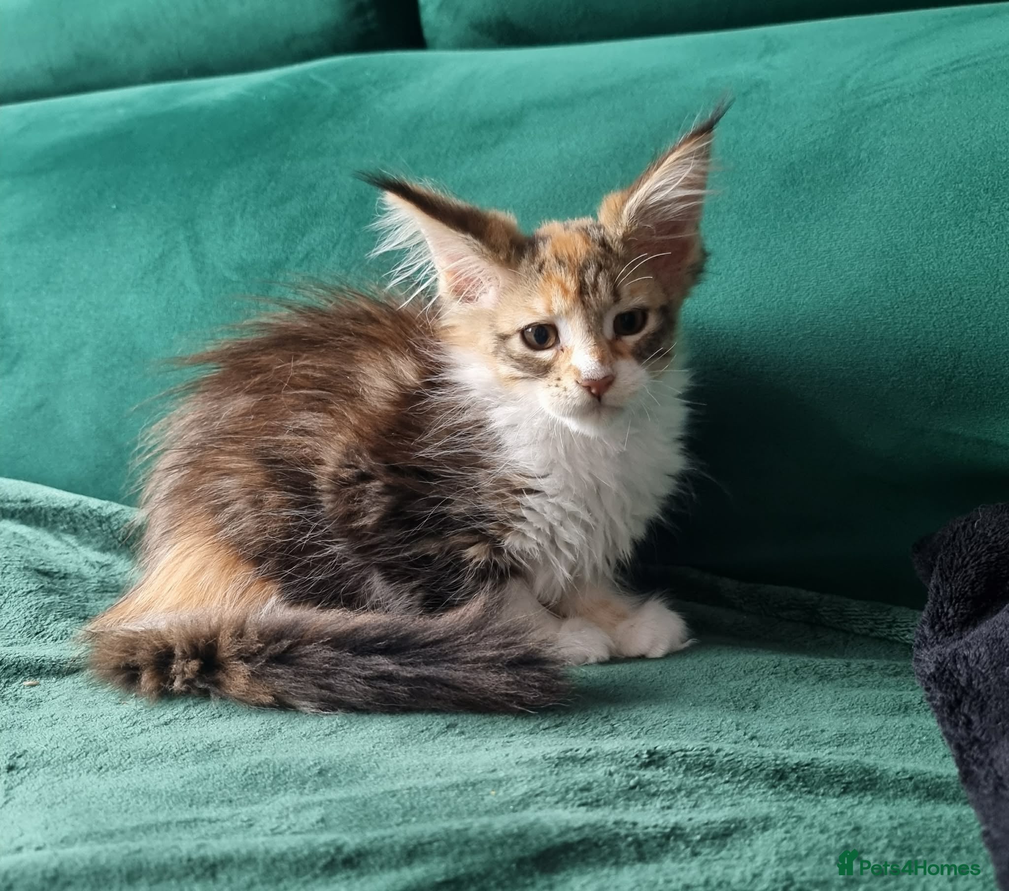 Maine Coon cats Maine Coon kittens  - Advert 1
