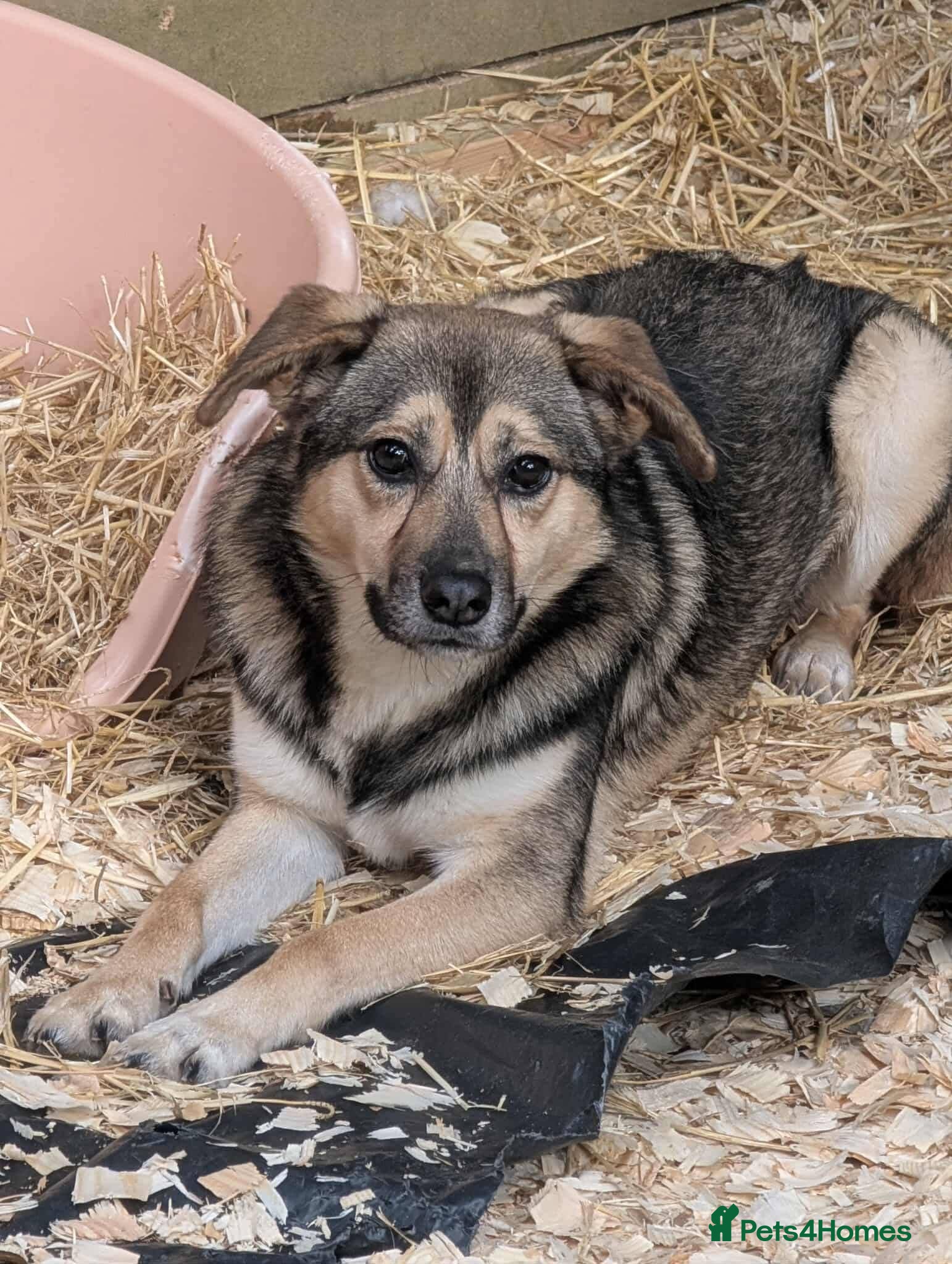 Mixed Breed dogs Meet Bramble,currently residing in Essex  - Advert 2