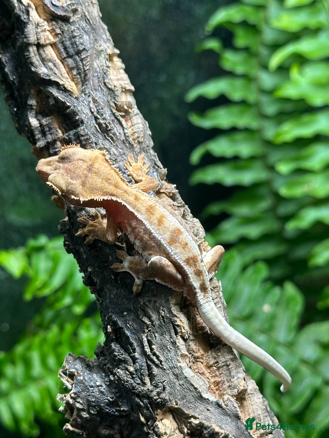Gecko reptiles for sale: Baby Lilly White Crested Geckos - Image 10