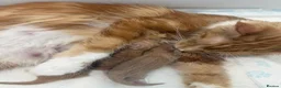 Maine Coon cats for sale: Champion line kittens 🥰 - Advert 26