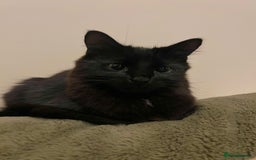 British Longhair cats for sale: Long Hair Black Cat  - Image 3