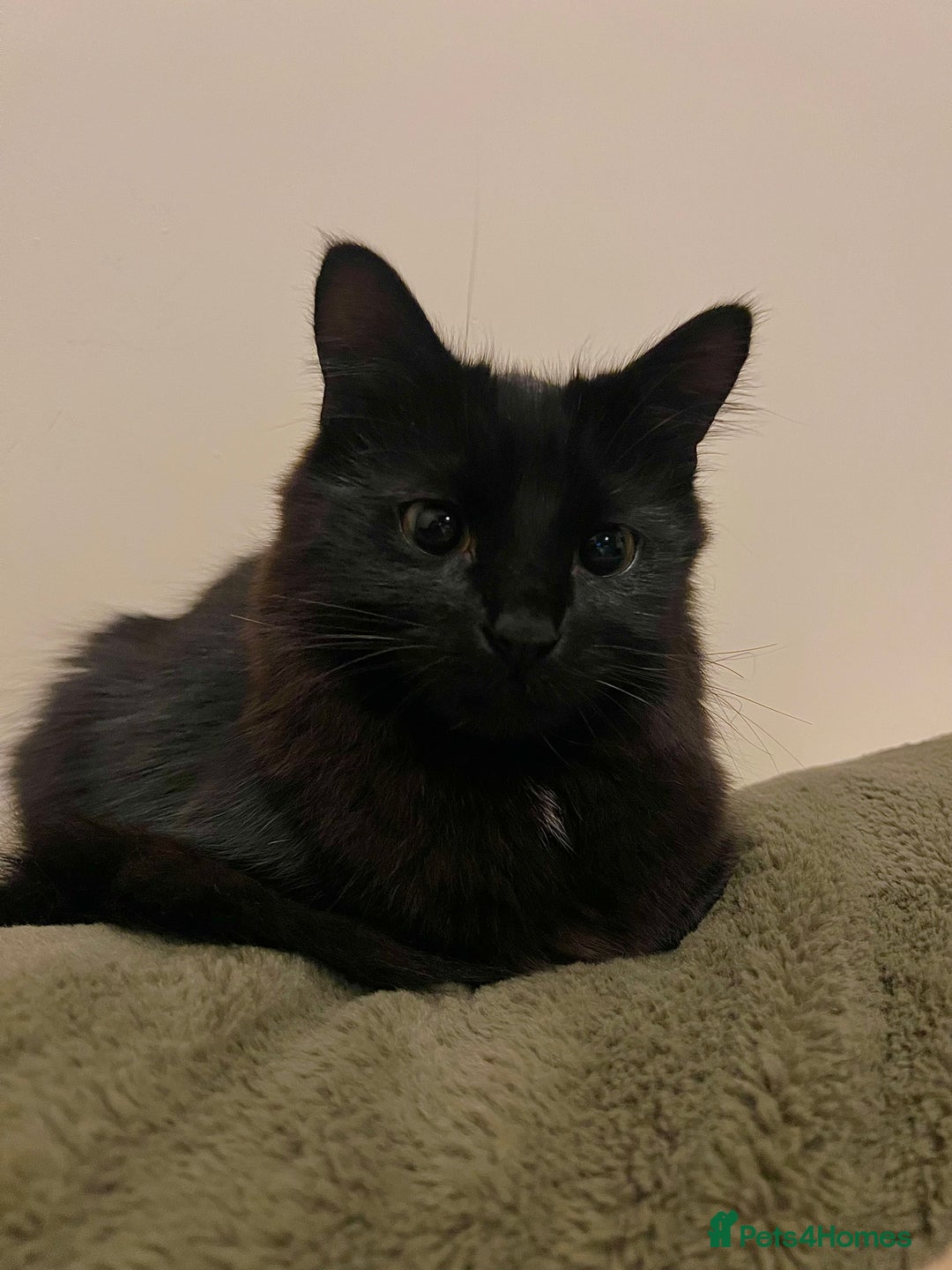 British Longhair cats for sale: Long Hair Black Cat  - Image 3