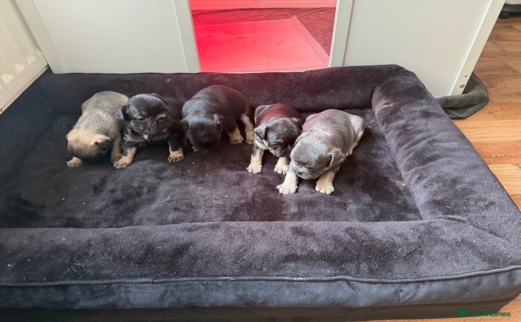 French Bulldog dogs - Advert 1