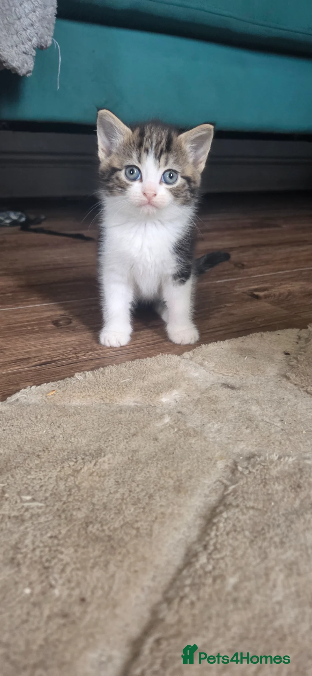 Mixed Breed cats for sale: Kittens for sale - Advert 2