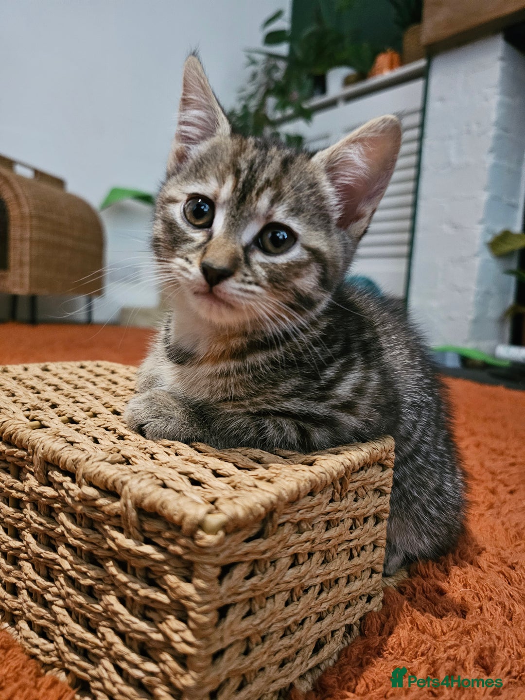 Mixed Breed cats for sale: 2 Gorgeous babies, ready to go - Advert 4