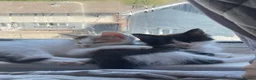 Mixed Breed cats for sale: Beautiful litter of 4 kittens - Advert 5
