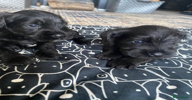 Miniature Schnauzer dogs - Advert 7