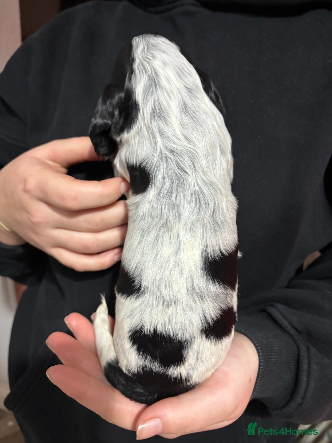 Cocker Spaniel dogs for sale: Show cocker spaniel puppies - Advert 6