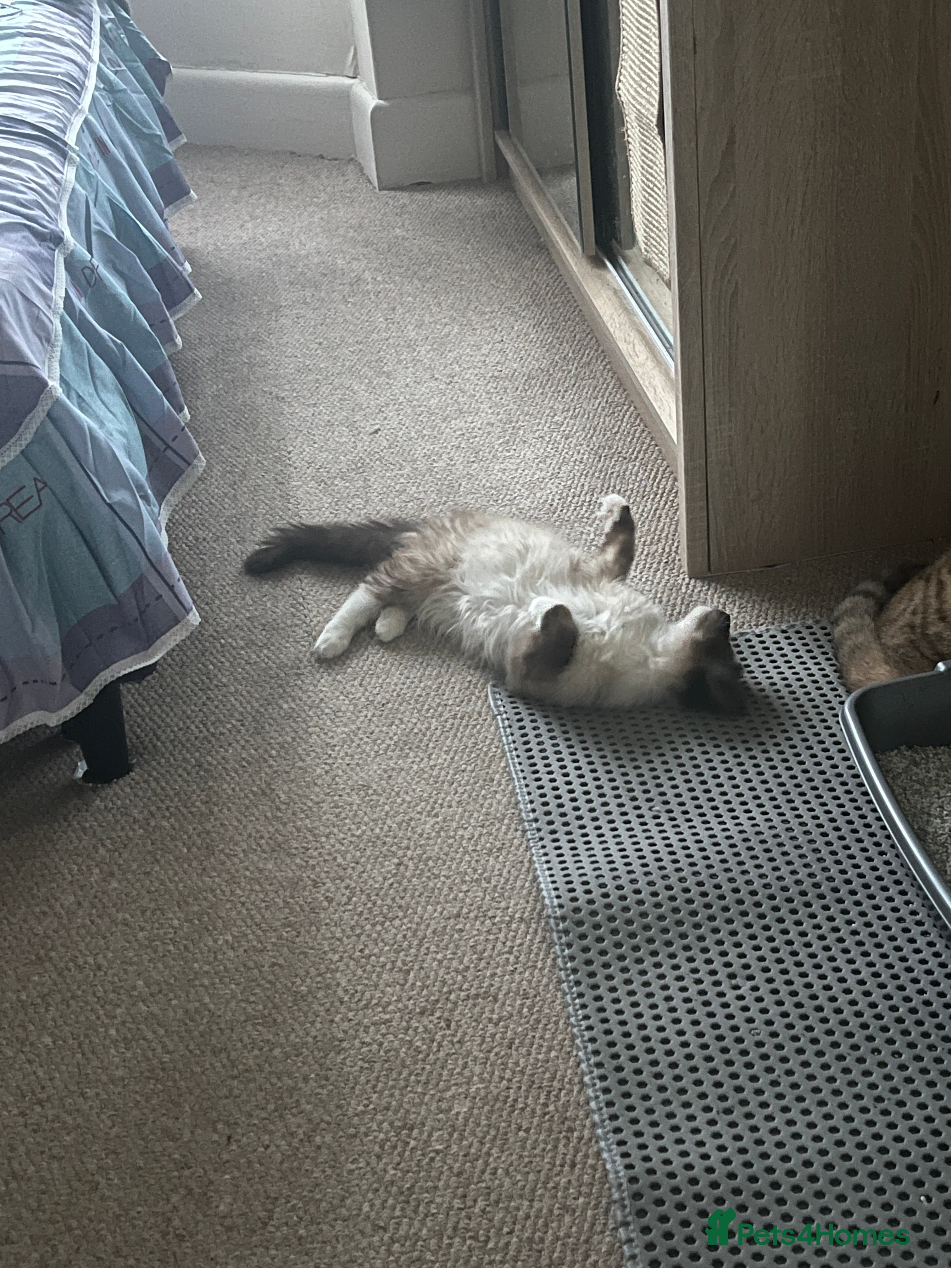 Ragdoll cats Colorpoint ragdoll looking for a lovely home - Advert 12