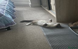 Ragdoll cats for sale: Colorpoint ragdoll looking for a lovely home - Advert 1