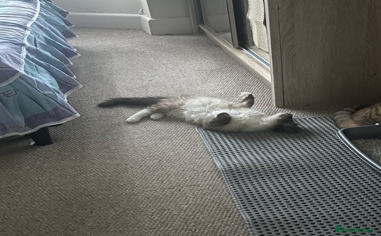 Ragdoll cats Colorpoint ragdoll looking for a lovely home - Advert 3