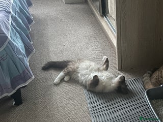 Ragdoll cats Colorpoint ragdoll looking for a lovely home - Advert 2