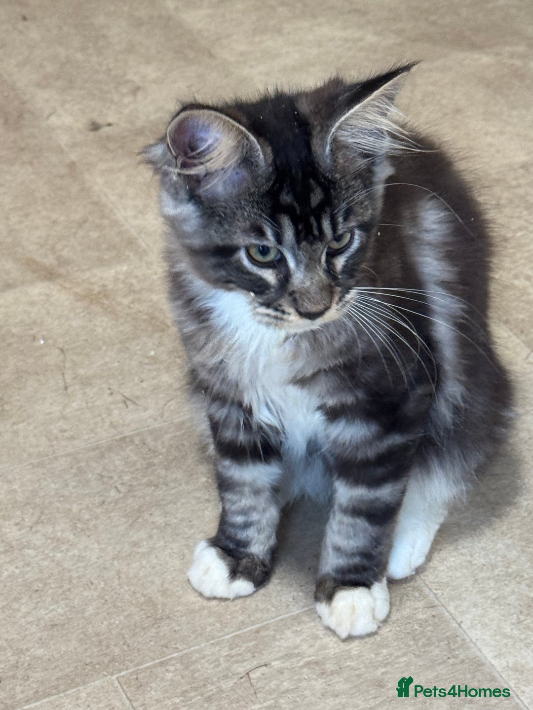 Maine Coon cats for sale: READY NOW BEAUTIFUL PEDIGREE MAINECOON KITTENS  - Image 15