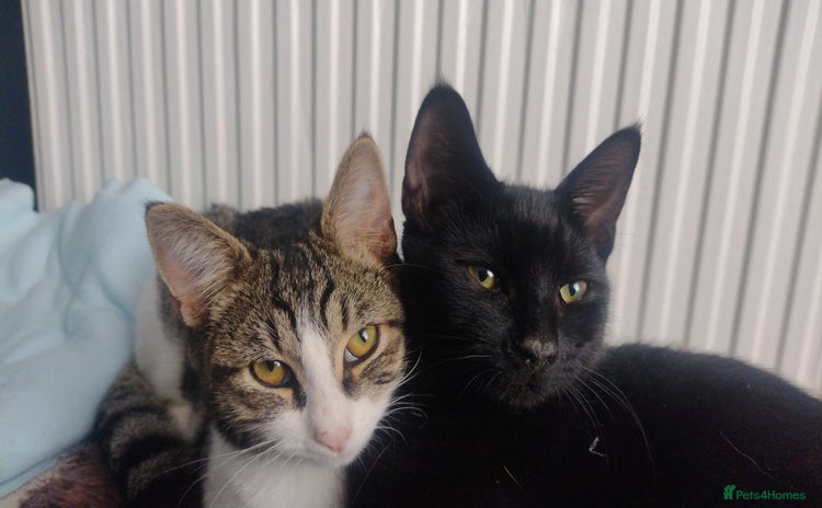 Domestic Shorthair cats - Advert 2