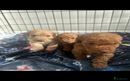 Cockapoo dogs for sale: F2 red Cockapoo puppies  - Image 16