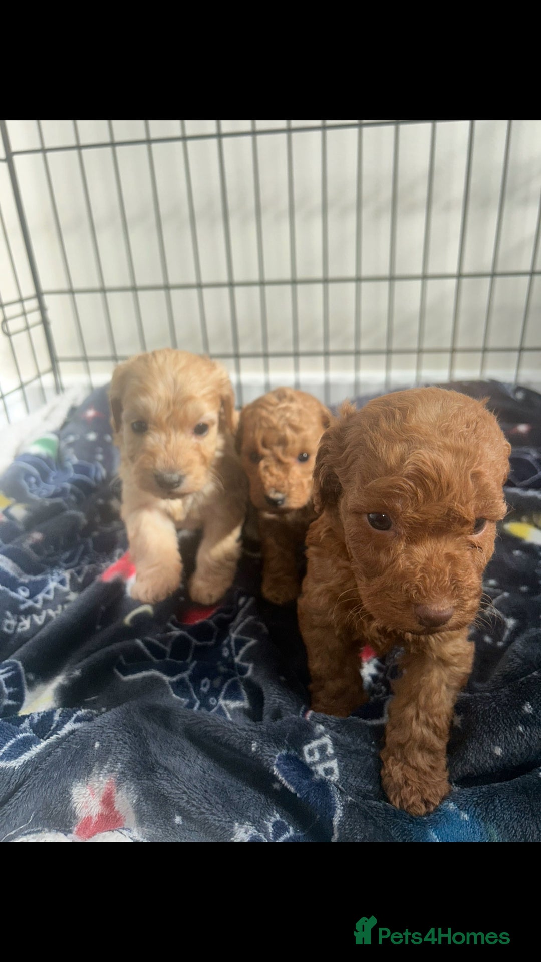 Cockapoo dogs for sale: F2 red Cockapoo puppies  - Image 16