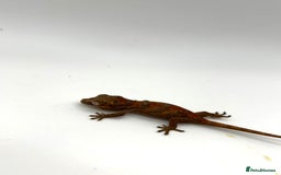 Gecko reptiles for sale: High red gargoyle geckos  - Image 5
