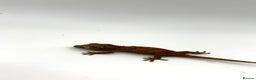 Gecko reptiles for sale: High red gargoyle geckos  - Advert 5