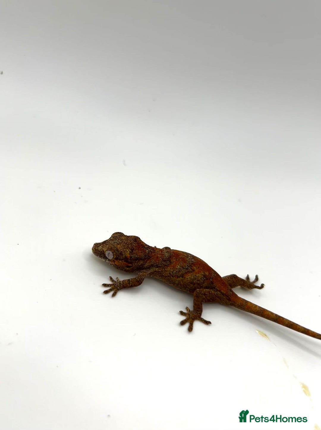 Gecko reptiles for sale: High red gargoyle geckos  - Image 5