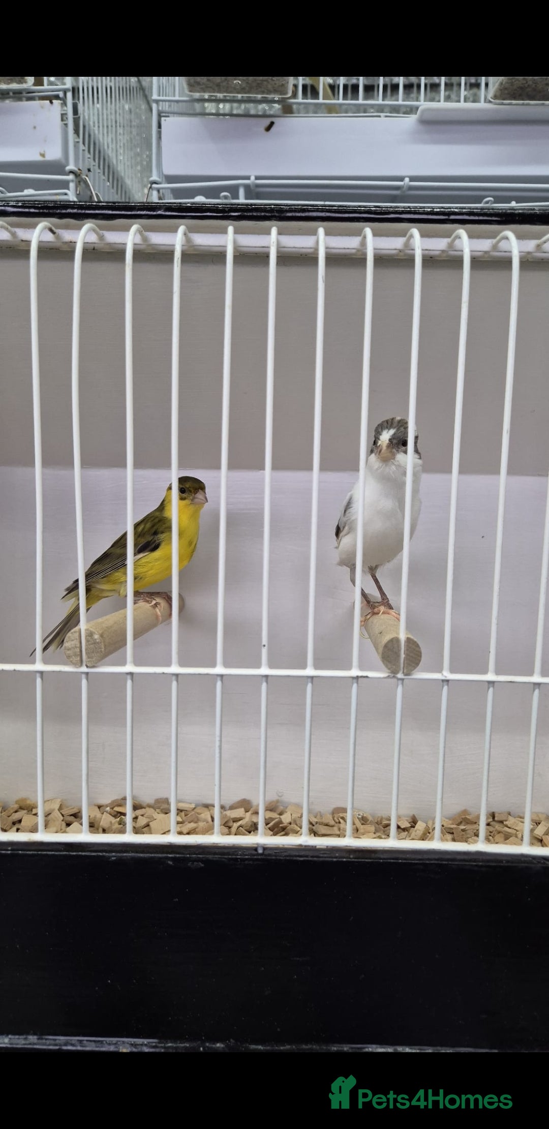 Canaries birds for sale: Canaries for sale - Advert 18