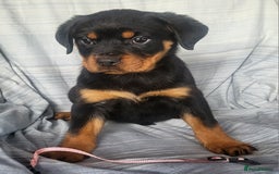 Rottweiler dogs for sale: Chunky Rottweiler Puppies  - Image 24