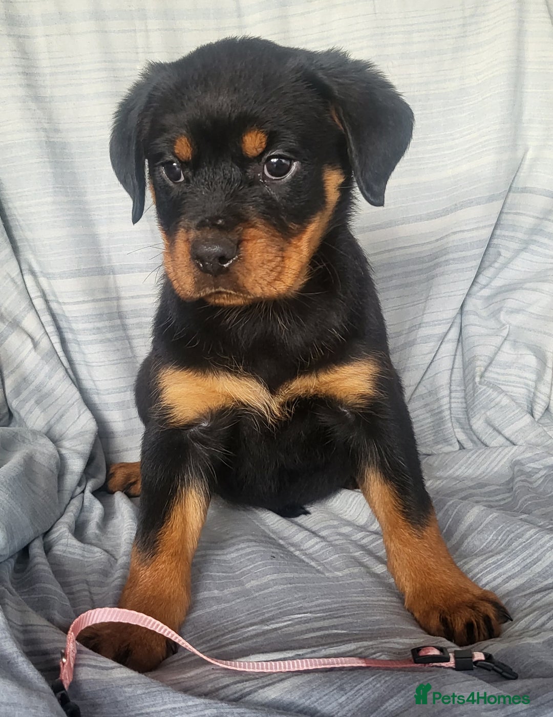 Rottweiler dogs for sale: Chunky Rottweiler Puppies  - Image 24