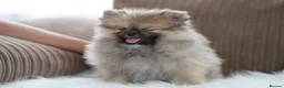 Pomeranian dogs for sale: Cute puppies  - Advert 9