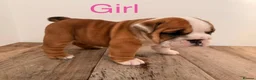 English Bulldog dogs for sale: Health Bred KC Reg Bulldogs | BOAS 0 Parents - Advert 9
