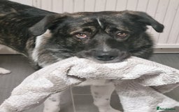 Caucasian Shepherd Dog dogs for adoption: Max 2.5 year old Macedonian rescue  - Image 2