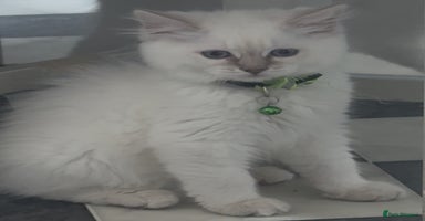 Ragdoll cats in Berkhamsted - Advert 1