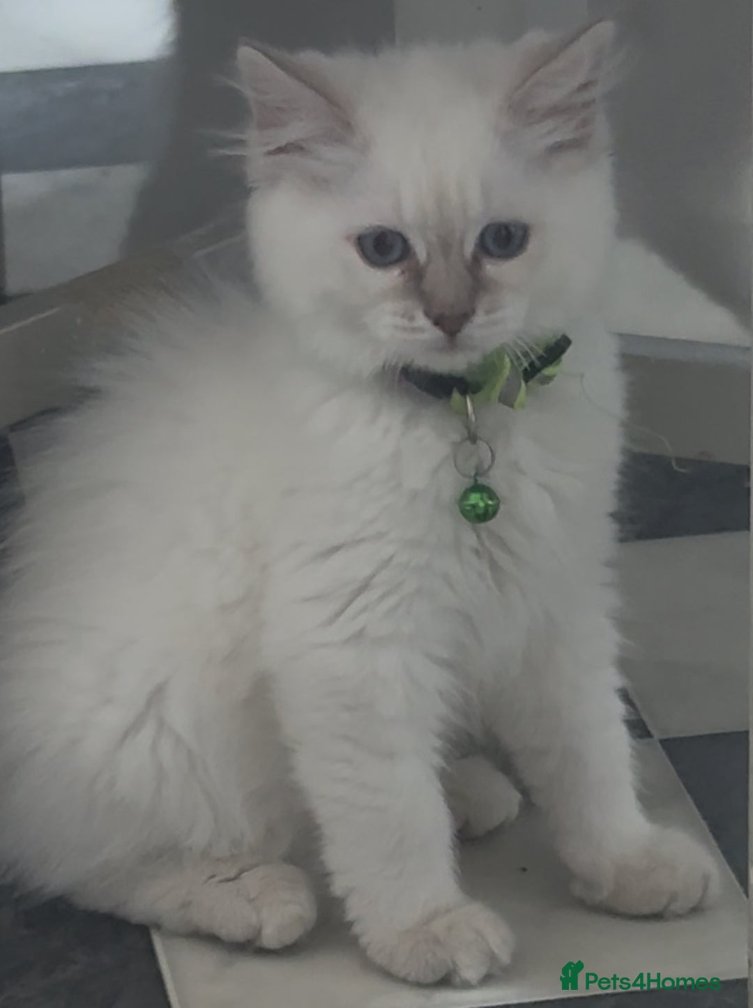Ragdoll cats for sale: GCCF registere ragdoll kittens ready now 🐱 😍 in Berkhamsted - Image 2