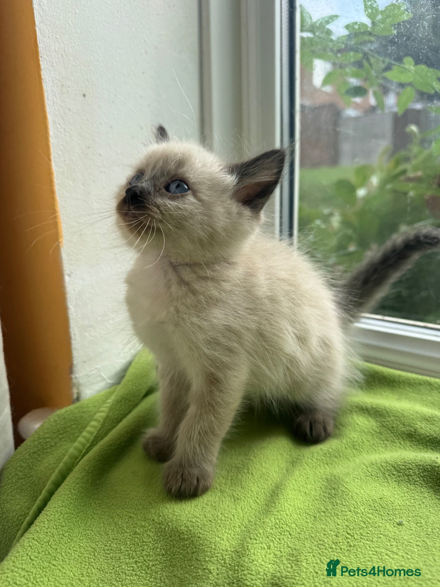 Ragdoll cats Beautiful Ragdoll Kittens :)+chip,food,healthCard - Advert 2