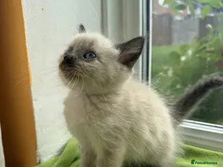 Ragdoll cats Beautiful Ragdoll Kittens :)+chip,food,healthCard - Advert 2
