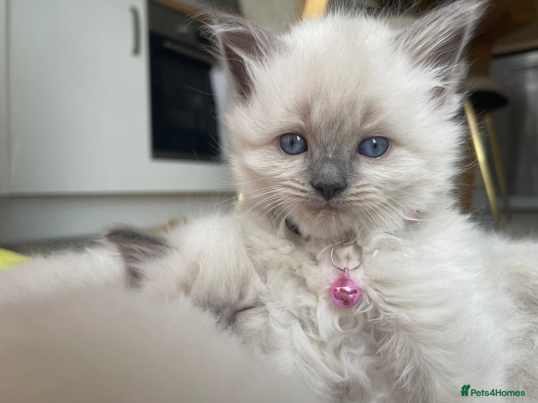 Ragdoll cats for sale: Gorgeous Ragdoll Kittens - Image 17