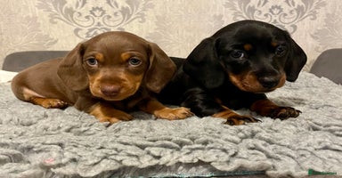 Miniature Dachshund dogs Minature Dachshund KC champion ⭐️Ready⭐️ - Advert 5