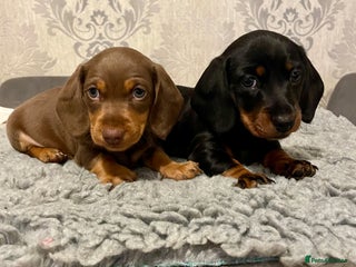 Miniature Dachshund dogs - Advert 4