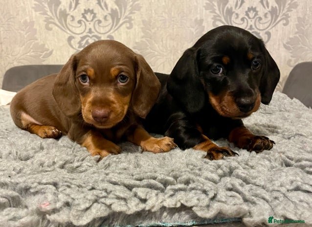 Miniature Dachshund dogs - Advert 1