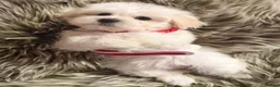 Maltipoo dogs for sale: TOP QUALITY MALTIPOO GIRLS READY NOW! - Advert 9