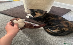 Mixed Breed cats for sale: Tortoiseshell and ginger kittens for sale  - Image 9