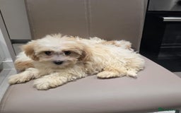 Cavachon dogs for sale: Cavachon puppies  - Advert 11