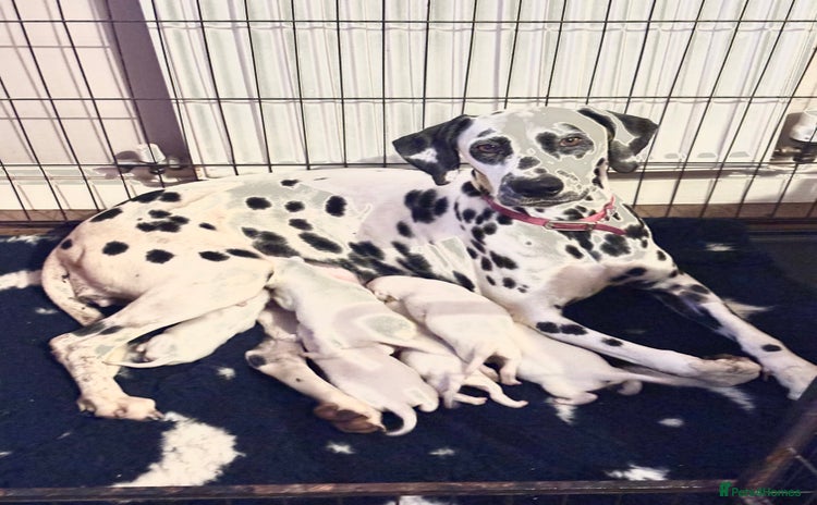 Dalmatian dogs KC reg Dalmatian puppies  - Advert 12