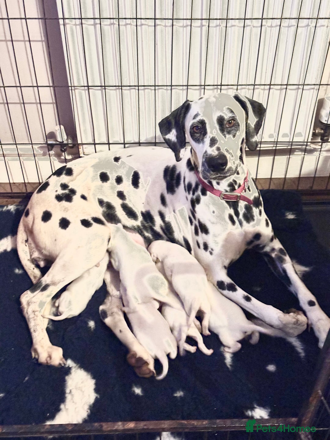 Dalmatian dogs for sale: KC reg Dalmatian puppies  - Advert 1