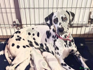 Dalmatian dogs KC reg Dalmatian puppies - Advert 1