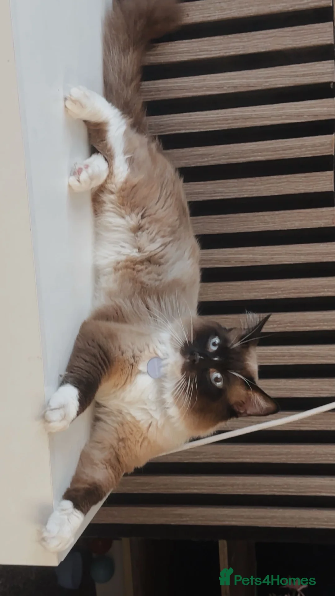 Ragdoll cats for stud: Ragdoll male for stud  - Advert 2