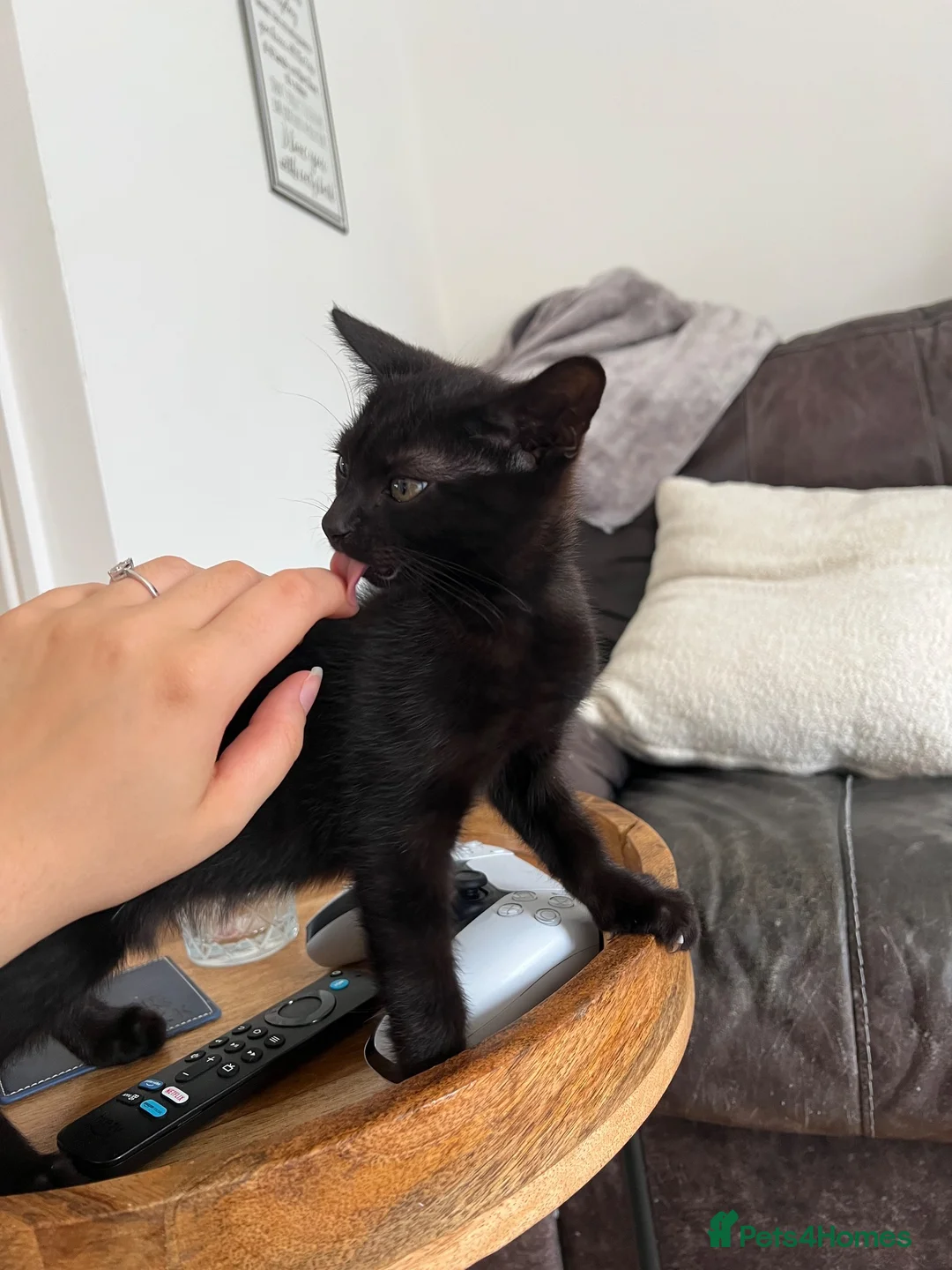 American Shorthair cats for sale: beautiful black kitten - Advert 6