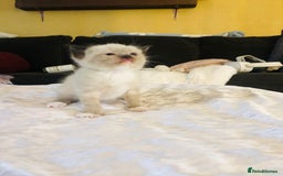 Ragdoll cats for sale: Ragdoll kittens  - Advert 8