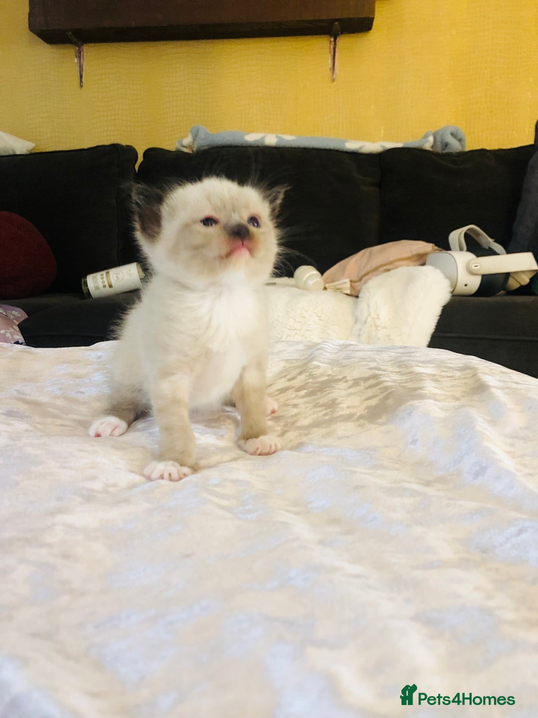 Ragdoll cats for sale: Ragdoll kittens  - Advert 8