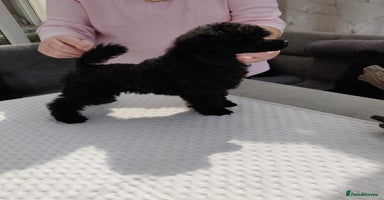 Toy Poodle dogs - Advert 2