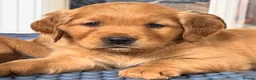Golden Retriever dogs for sale: KC reg working golden retriever boys  - Advert 11